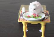 Hva spiser hamstere: anbefalt og forbudt mat for kjæledyret ditt Hva spiser små hamstere